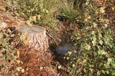 The ground is very rough where the removed a lot of trees.