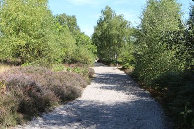 ILots of sandy paths, if you go looking there are snakes here, and lizards