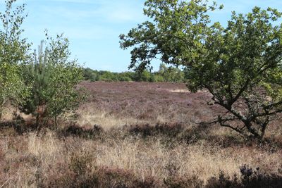 Lots of heather and ferns around the pond, best to walk on the paths