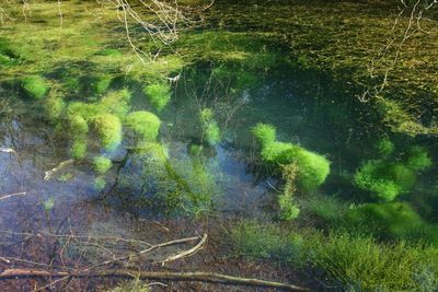 Weeds in the pool
