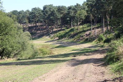 The A3 leaving Hindhead, after they dug out the tarmac and everything else