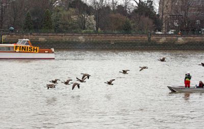 Canada geese Annual River Race, cheered on by umpire with a megaphone