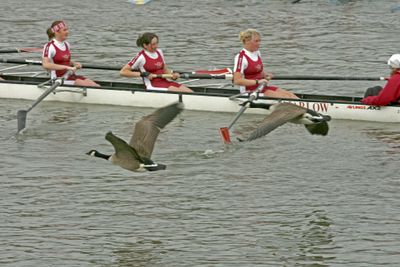 Canada geese really love a good race