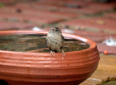 A Wren, it is a tiny little bird, very shy, the second it sees you it is gone