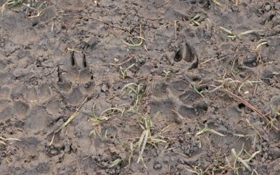 I should not be here, look at those claws, I am off