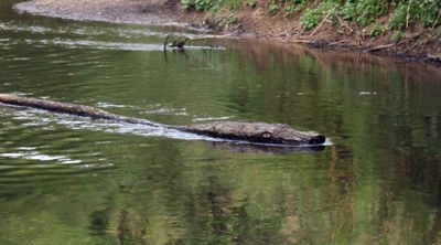 A big log