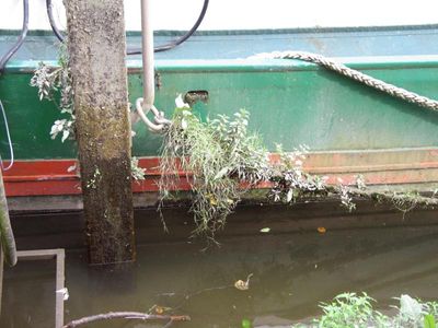 I am always amazed at the plant life in mooring ropes