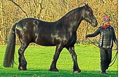 There is a stable in Ham House, this is one of their horses
