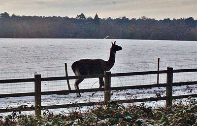 A Llama in a field near London