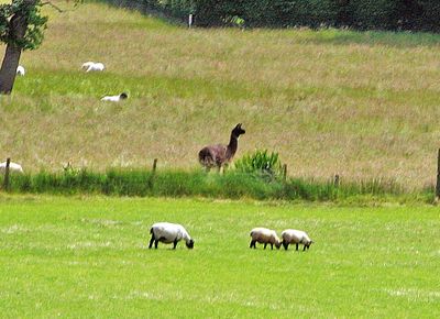 A Llama protecting the sheep
