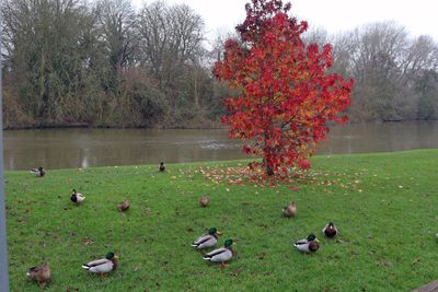 Trees are beautiful