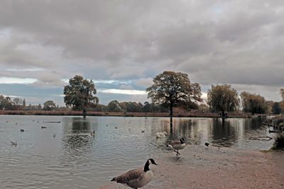 Bushey Park is a lovely place