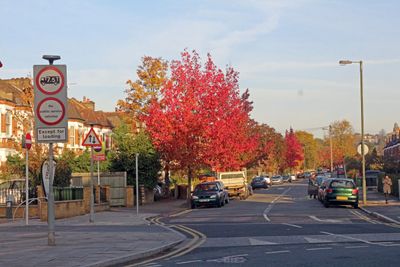 Another red tree