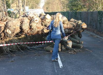 The lady walking by shows the size of the tree