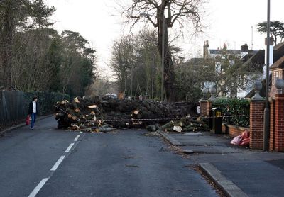 That tree is enormous, lucky it never fell towards the house