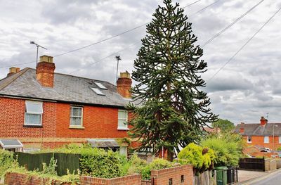 Monkey puzzle tree
