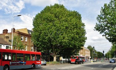 Trees