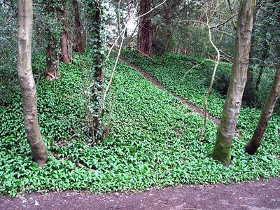 Wild Garlic is growing well, very tasty