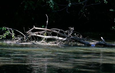 Driftwood, not seen very often