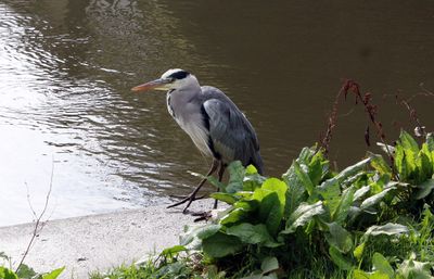 He is resting, will not catch a fish from there