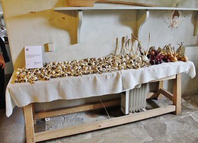 Garlic drying in the kitchen