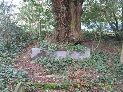 Big tree pushing a grave slowly away