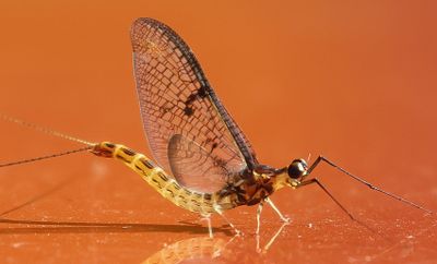 Insects