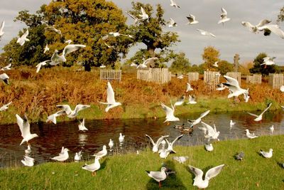 We feed the birds a lot.