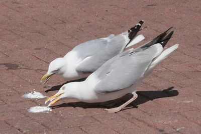 Seagulls love ice cream at Brighton