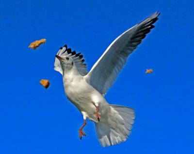 Gulls are very clever at catching food