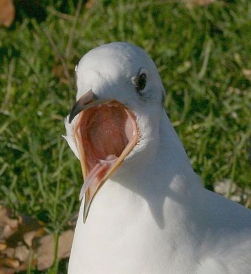 This is a gull being aggressive