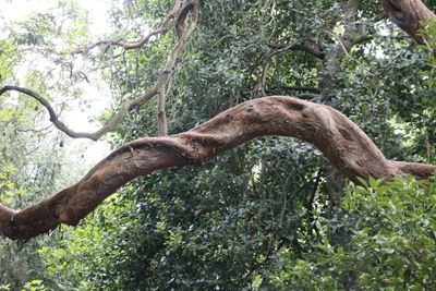 Is that an Alien creeping through that tree