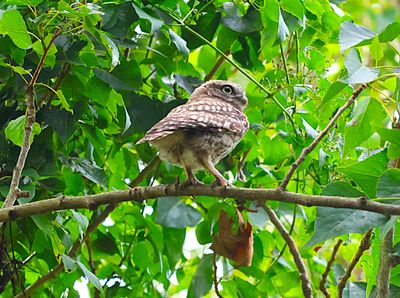 Birds of England