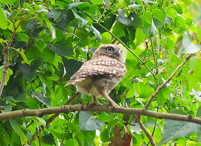 Birds of England