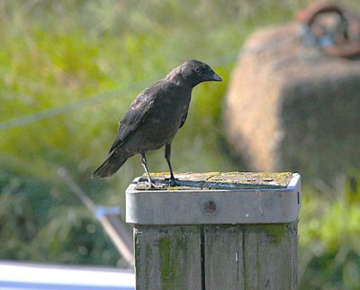 Crow Family