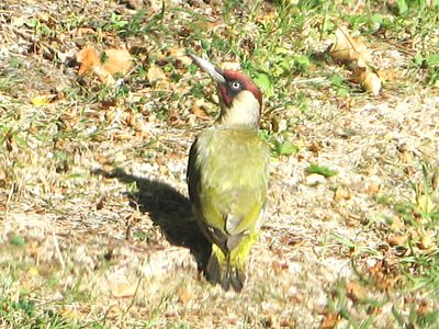 Greenwoodpecker