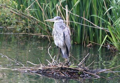 I dont think that is the Herons nest, they nest at the top of trees