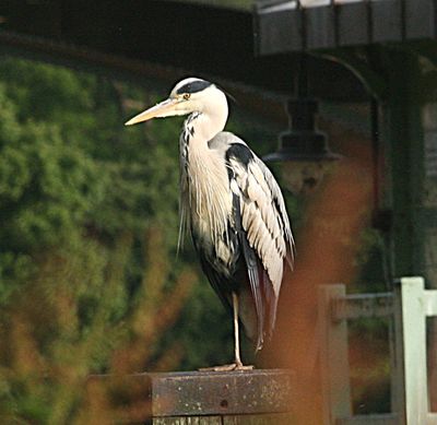 They often stand on one leg
