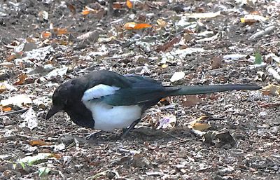 Crow Family