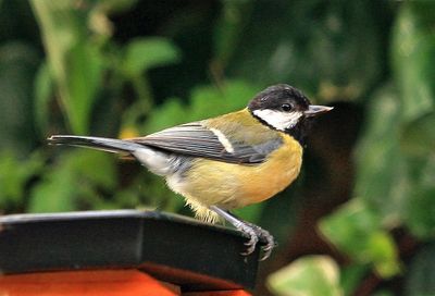 Birds of England