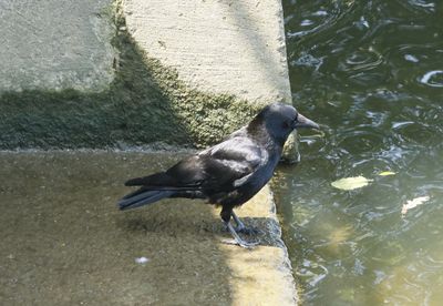 I dont know which Crow this one is.