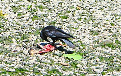 A baby Mallard is lunch, very sad but that is nature.