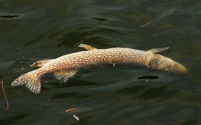A dead Pike, looked unmarked, a shame.