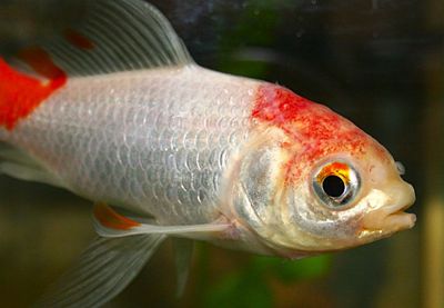 A goldfish in my aquarium