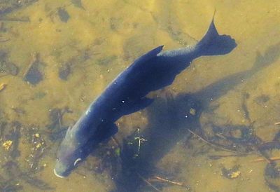 Common Carp in River Wandle.