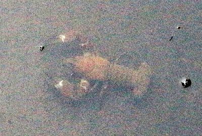 A Signal Crayfish, not a fish a Crustacean.  