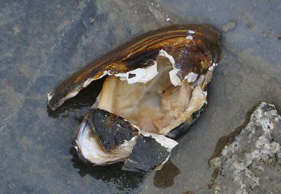 At low tide in the Thames, the Mussels are exposed and the Crows get to them.