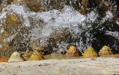 Barnacles are Crustaceans