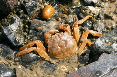 Dead crab in the river Thames, not caught a live one yet.