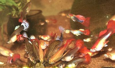 Guppies, fast breeders, very fast.